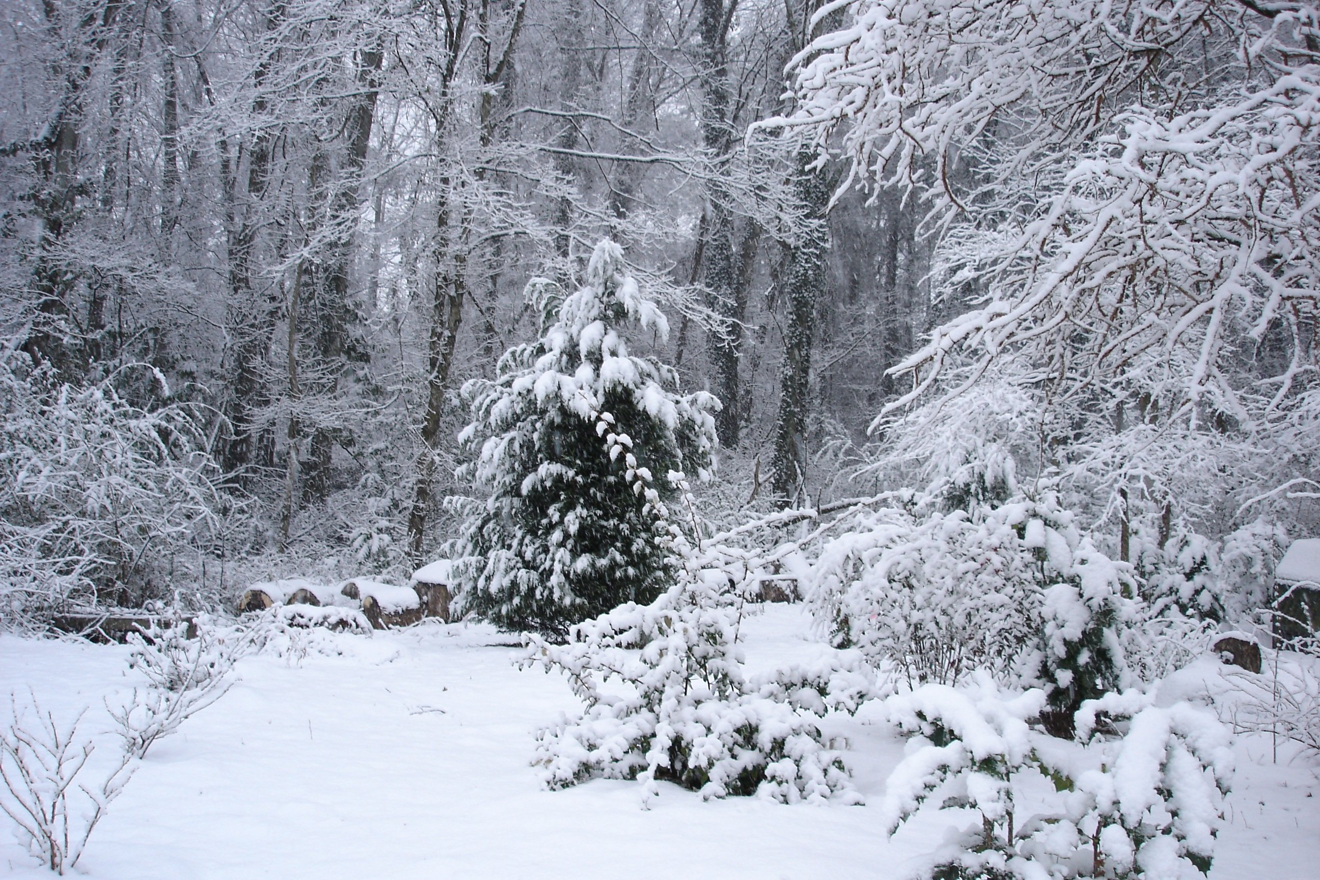 В тайге продолжительная холодная зима. Зимний лес. Заснеженный лес. Снежный лес. Лес в снегу.
