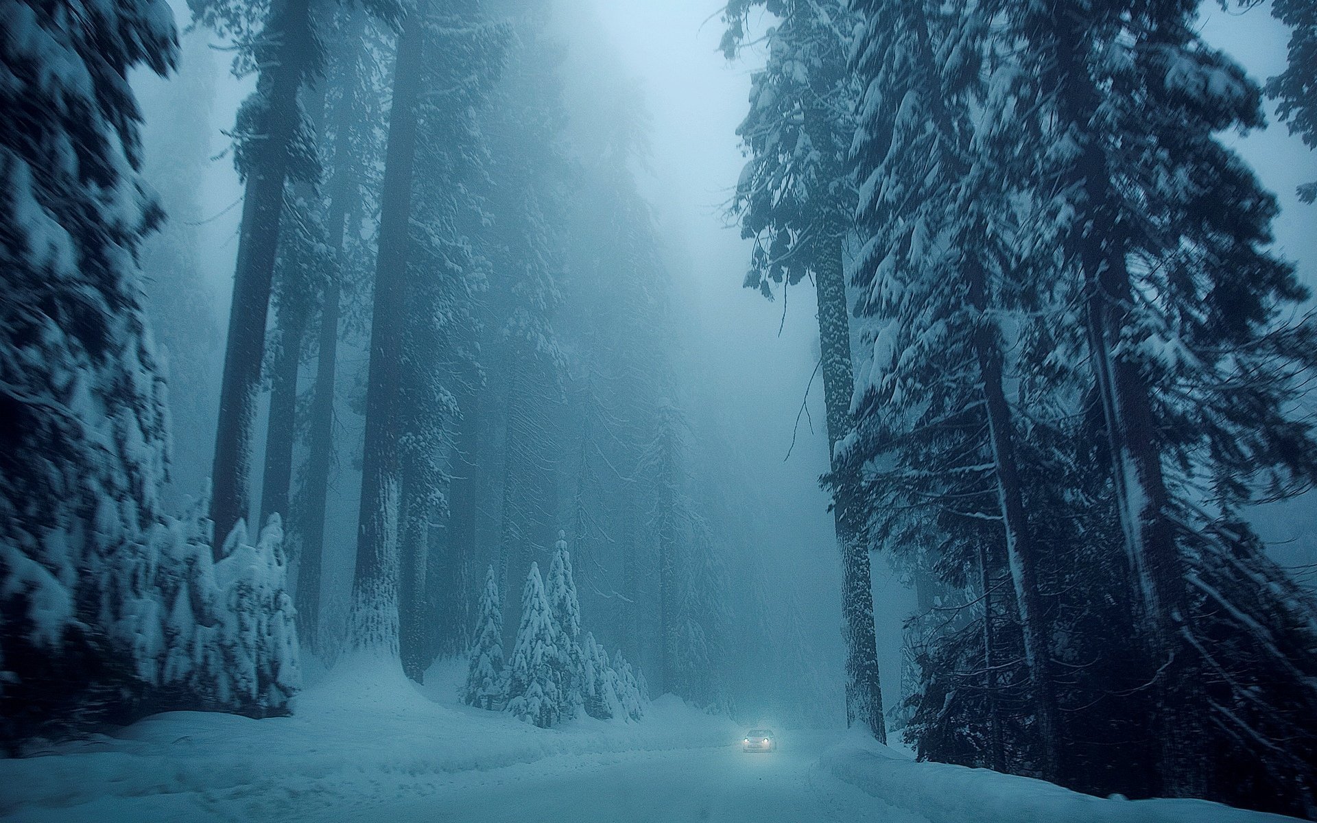 Cold and dark. Зимний лес. Снежный лес. Зимой в лесу. Лес в снегу.