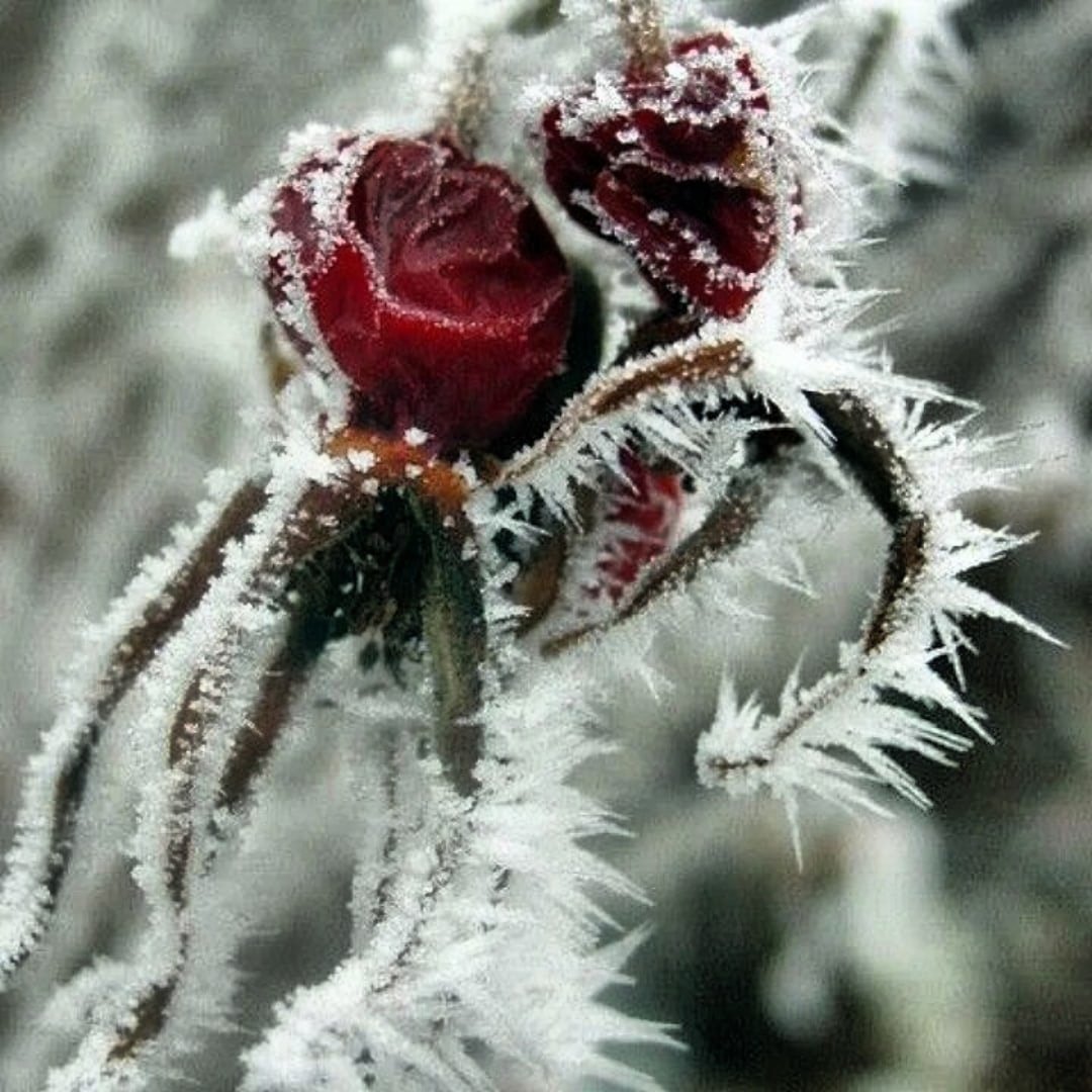Цветок зима красивая. Зимние цветы. Цветы в инее. Красивые зимние цветы. Цветы в снегу.