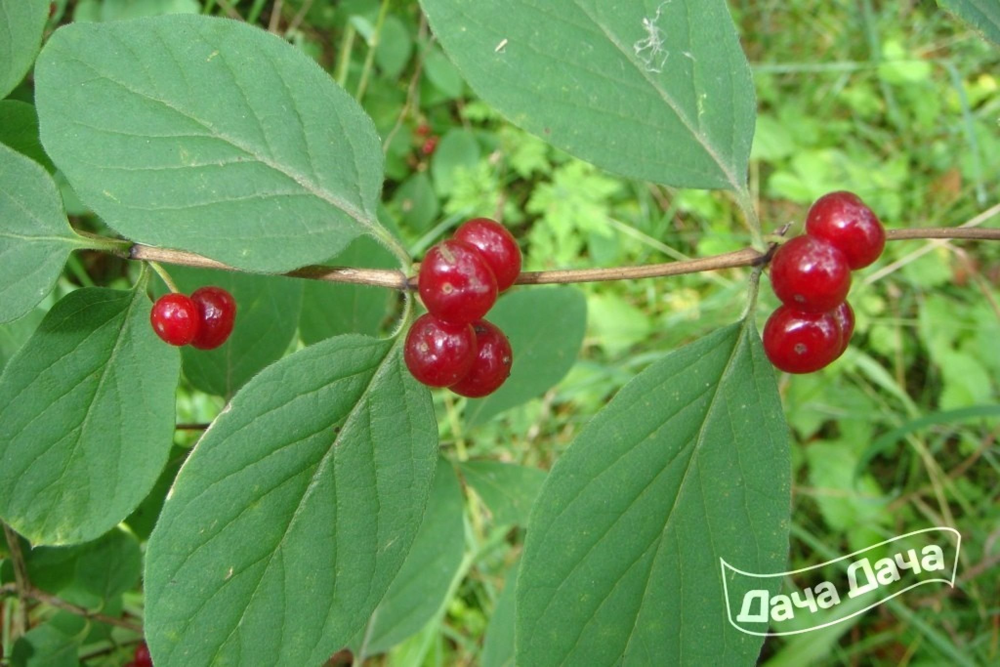 Кустарники средней полосы фото. Жимолость Лесная-Lonicera xylosteum. Волчья ягода жимолость Лесная. Жимолость обыкновенная (Lonicera xylosteum). Жимолость Лесная ядовитая ягода.