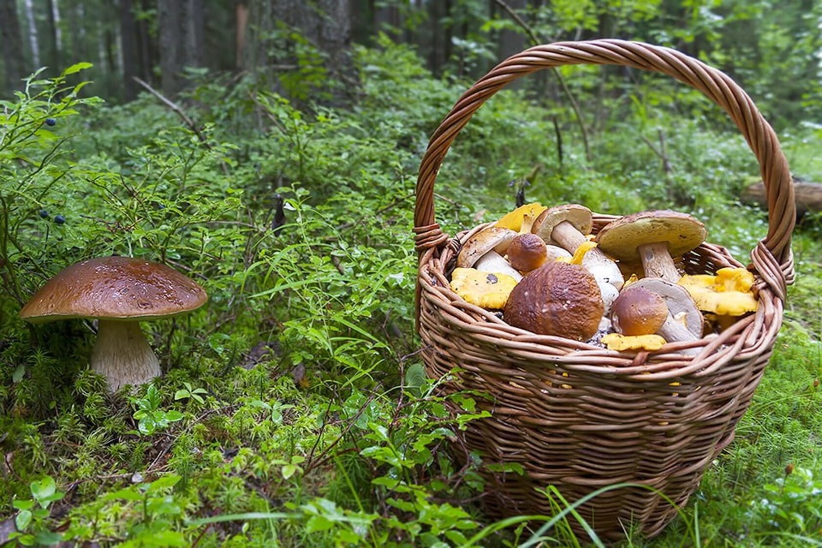 Весной есть грибы. Грибы Шолоховского района. Лесные грибы. Корзина с грибами и ягодами. Грибной лес.