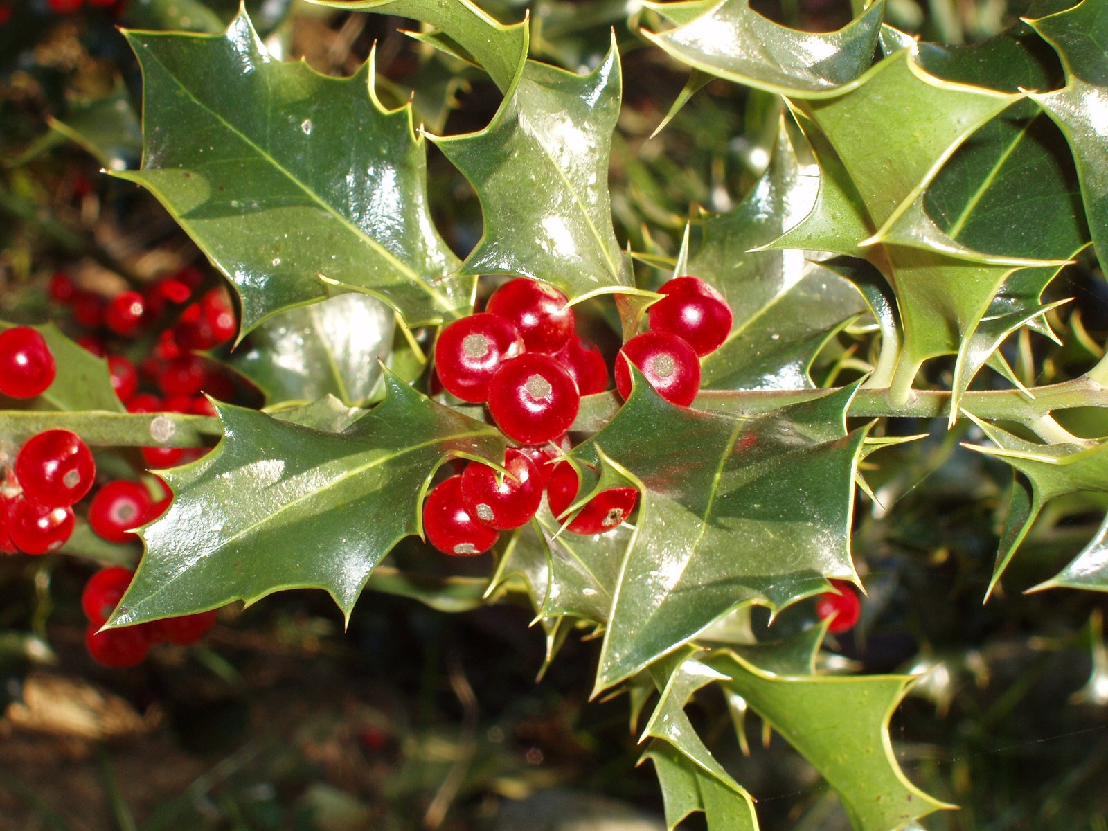 Holly tree