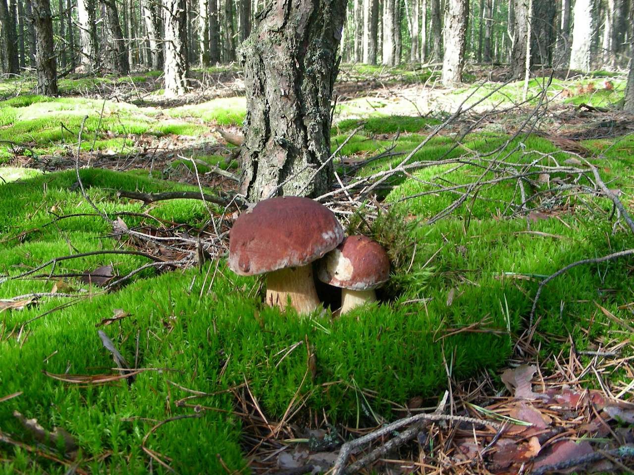 Где вырастают леса. Сосновый Боровой гриб. Грибы в Сосновом Бору Ленинградской области. Боровик растет в Бору. Белый гриб Боровик в тайге.