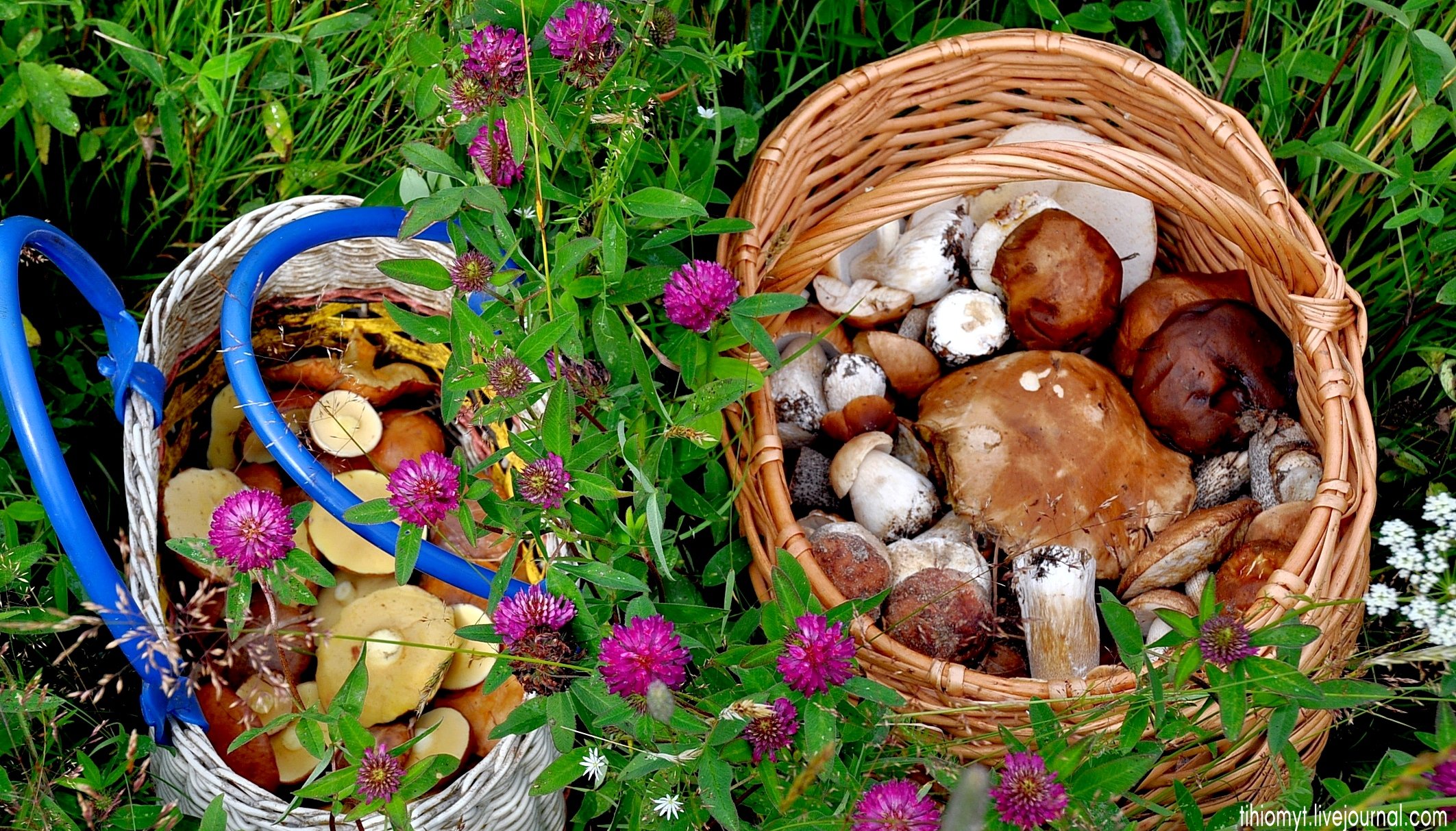Свежие грибы и ягоды. Дары леса. Природа в августе грибы. Грибы в августе. Корзина с грибами и ягодами.
