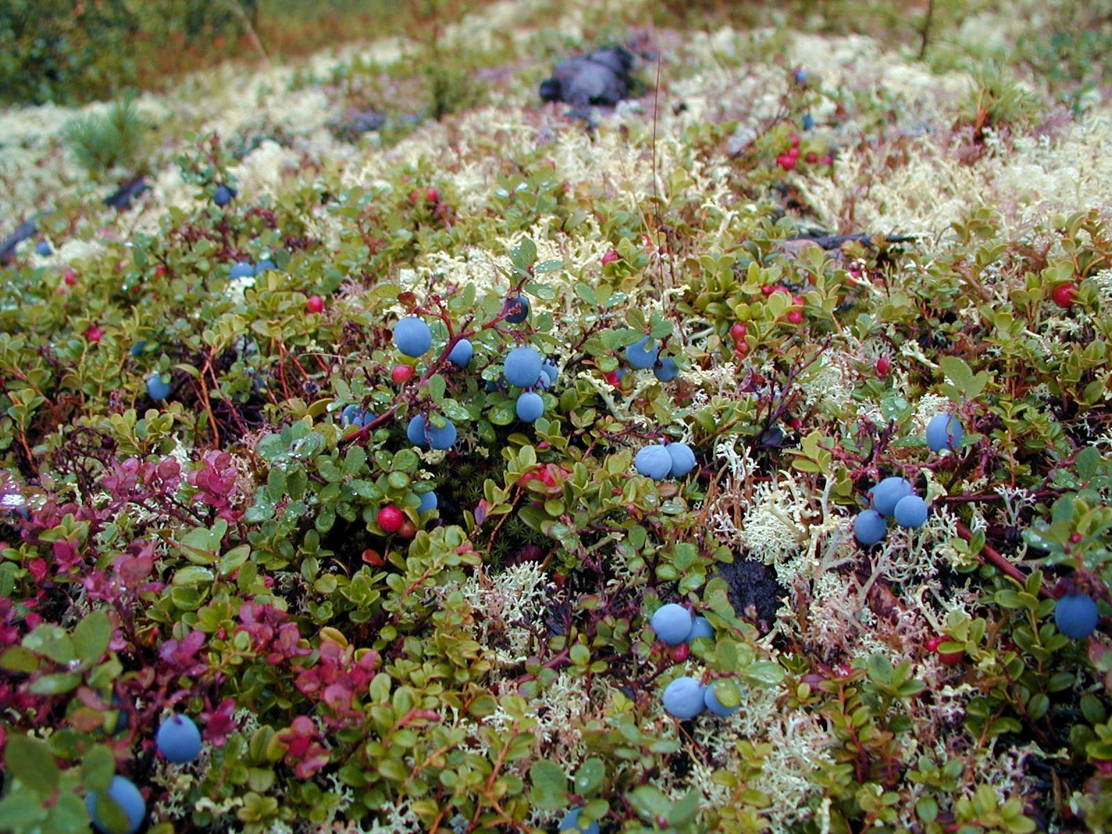 Растительность арктической тундры,ягоды и грибы