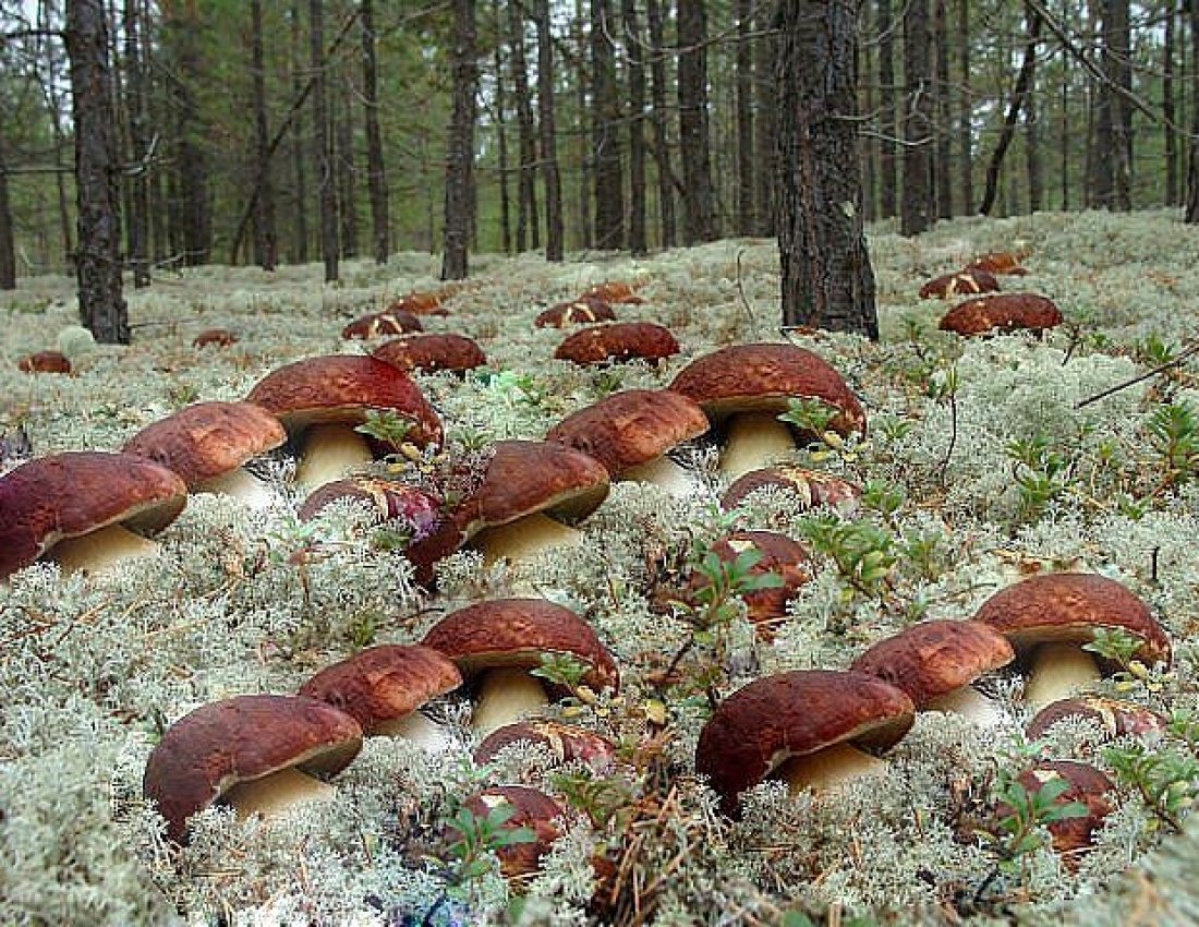 грибы в лесу фотографии