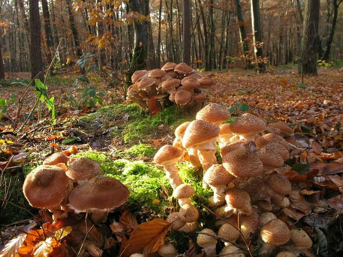 Armillaria ostoyae