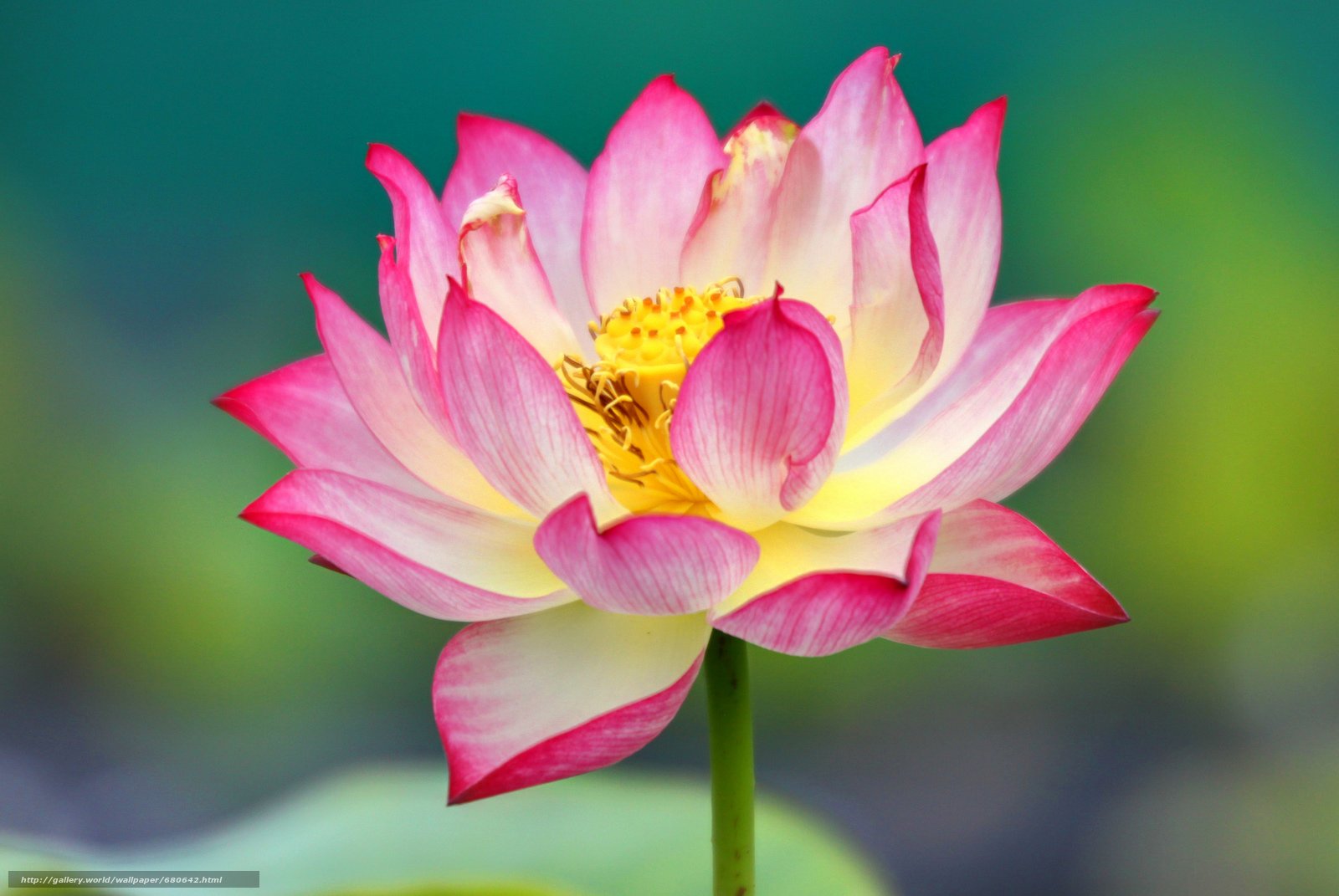 Цветок лотоса. Индийский Лотус. Цветок лотоса Индия. Белый Лотос цветок Индия. Лотус или Лотос.