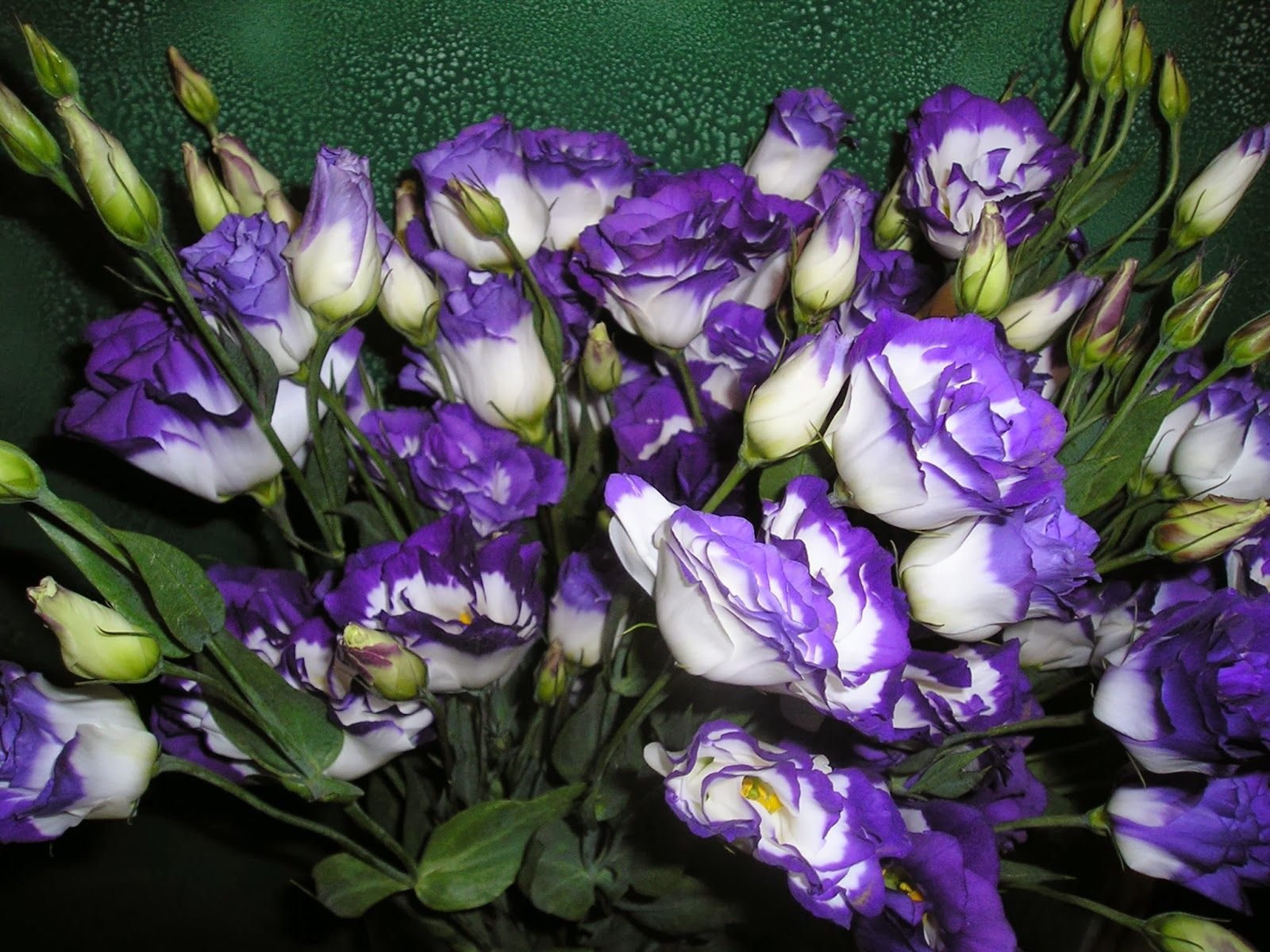 Цветок похожий на эустому фото. Эустома лизиантус. Эустома (Lisianthus). Розы и эустома.