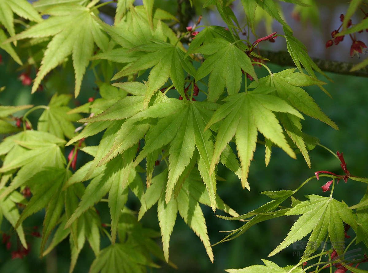 Листьев японии. Клён японский (Ácer japónicum). Acer japonicum (клен). Acer palmatum Thunb. Клен дланевидный Дешойо.