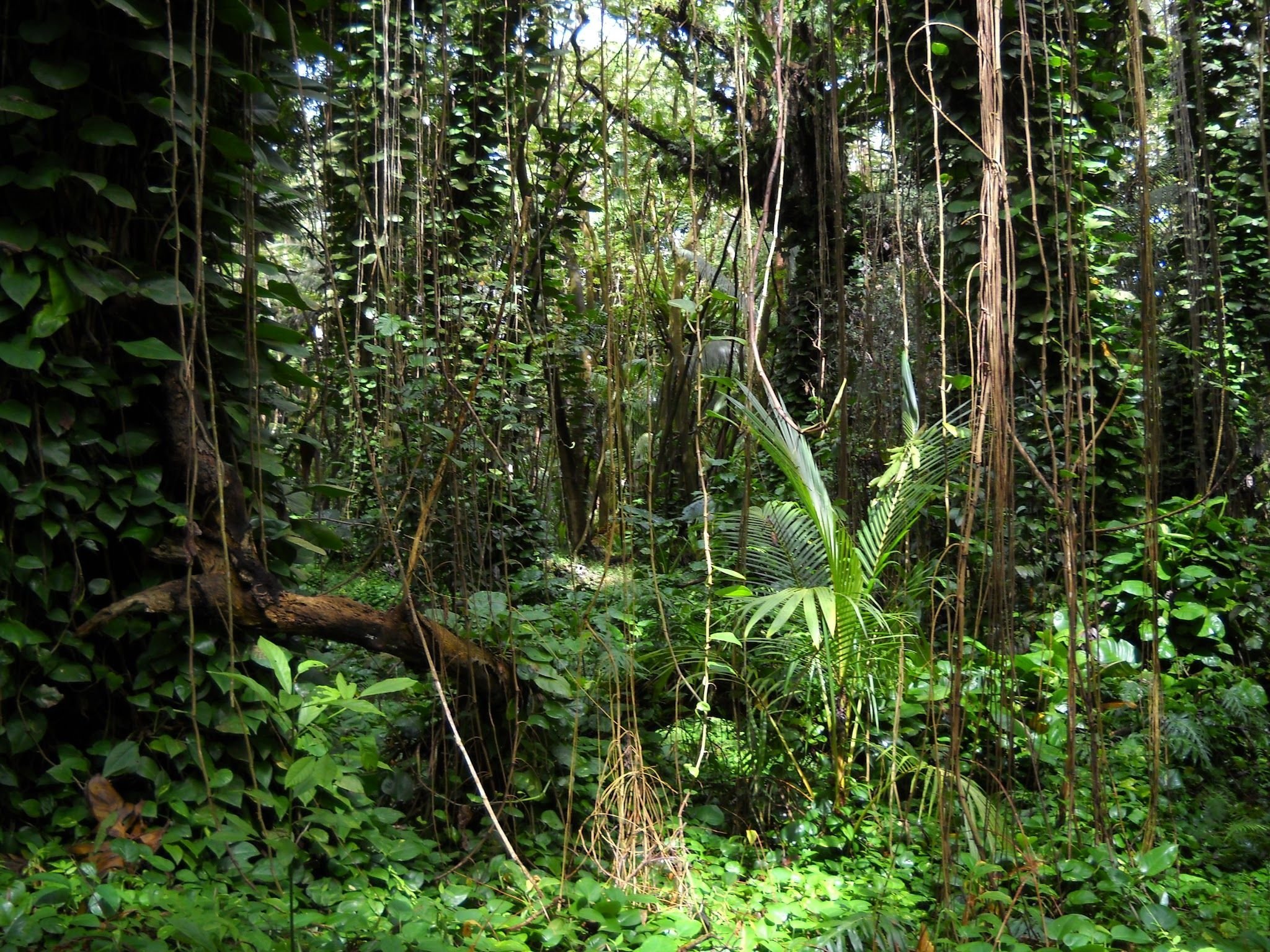 Тропические леса ярусы. Южная Америка Сельва лианы. Тайга джунгли Сельва. Вечнозелёные тропические леса Южной Америки. Ярусность в экваториальном лесу.