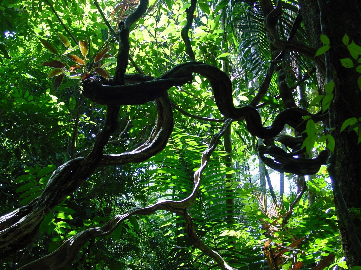 Описание джунглей. Лианы в тропическом лесу. Лианы Южной Америки.