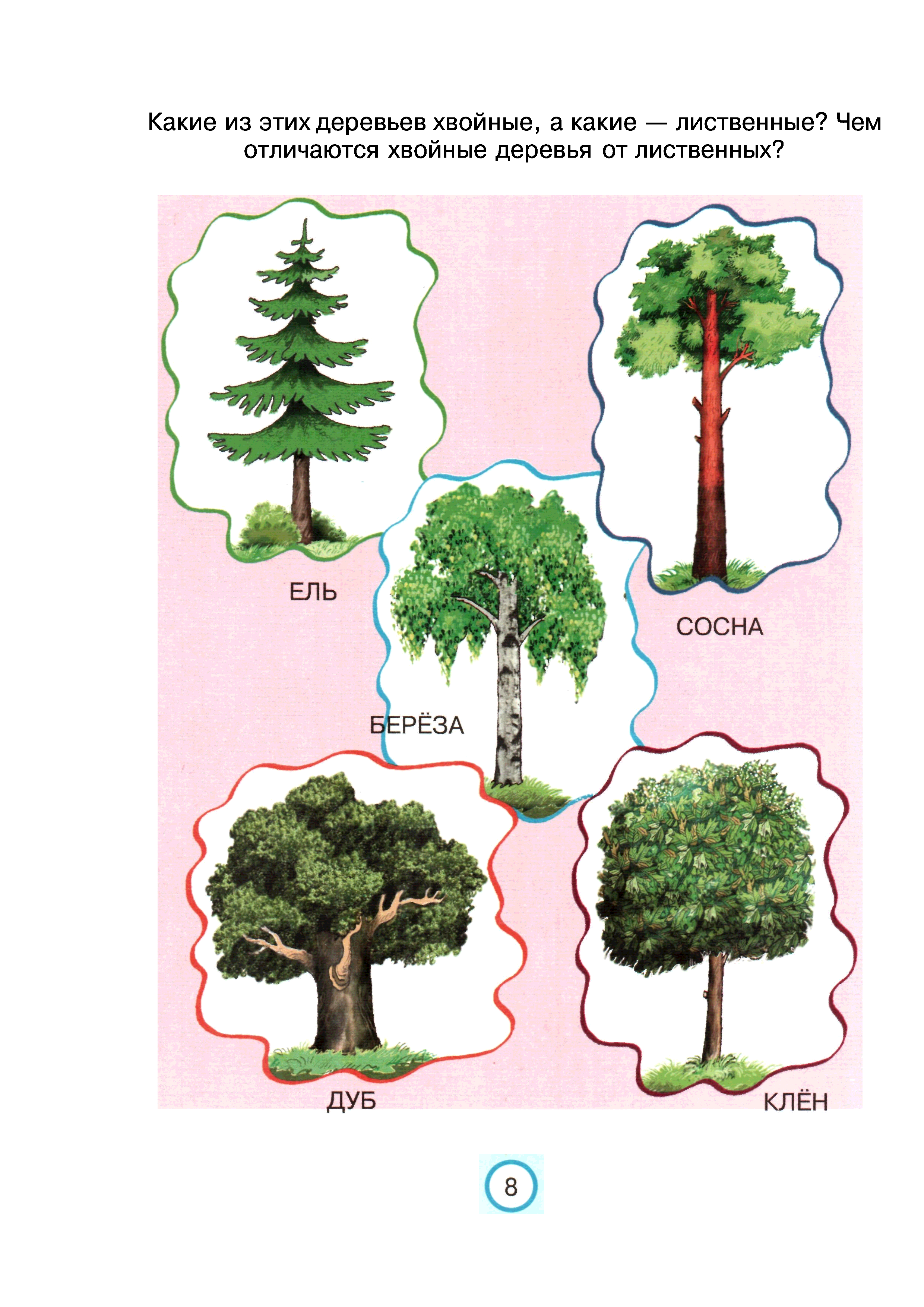 Окружающий мир деревья. Хвойные и лиственные деревья для дошкольников. Хвойные и лиственные деревья картинки для детей. Деревья делятся на лиственные и хвойные.