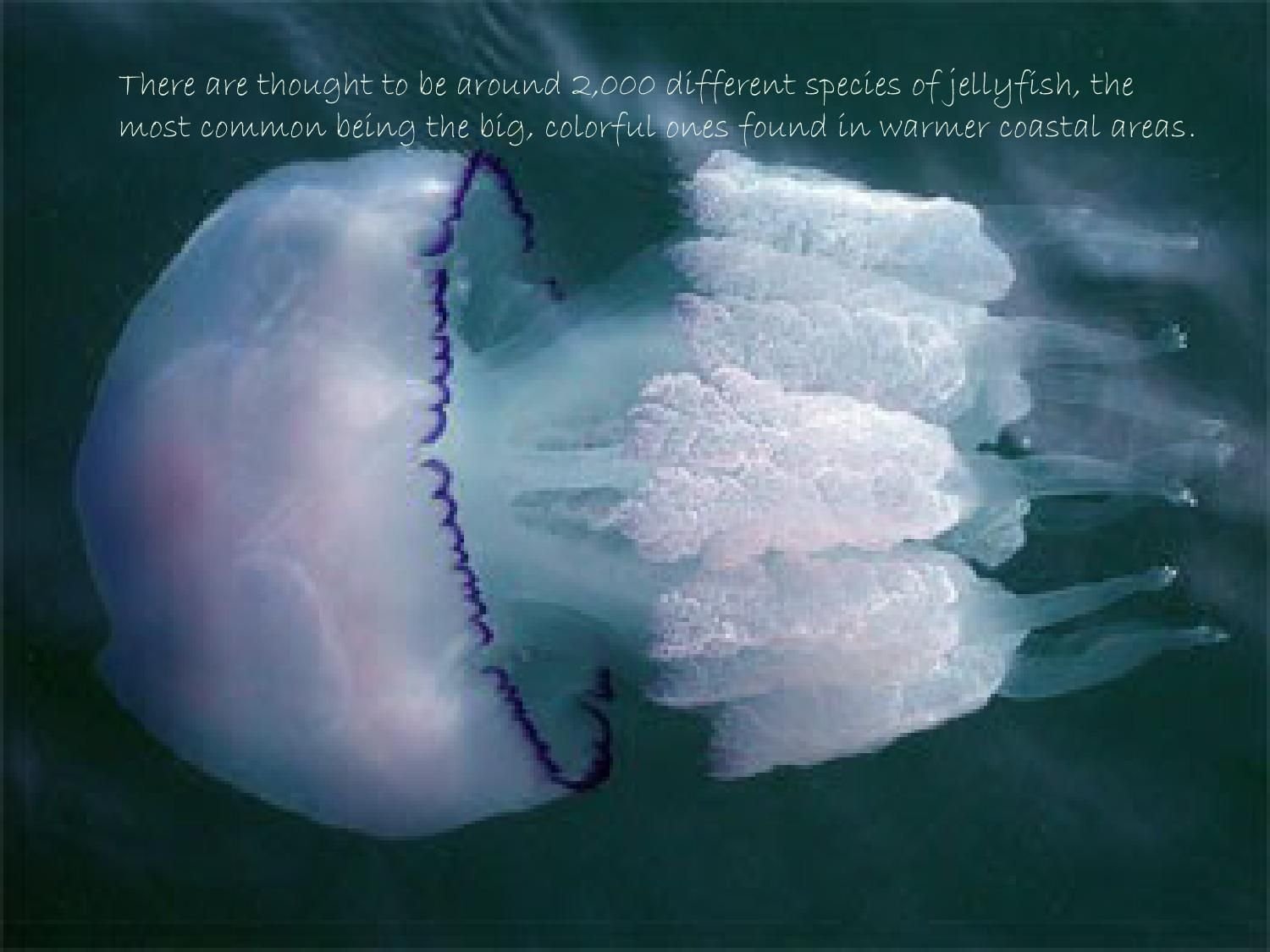 фиолетовая медуза в черном море