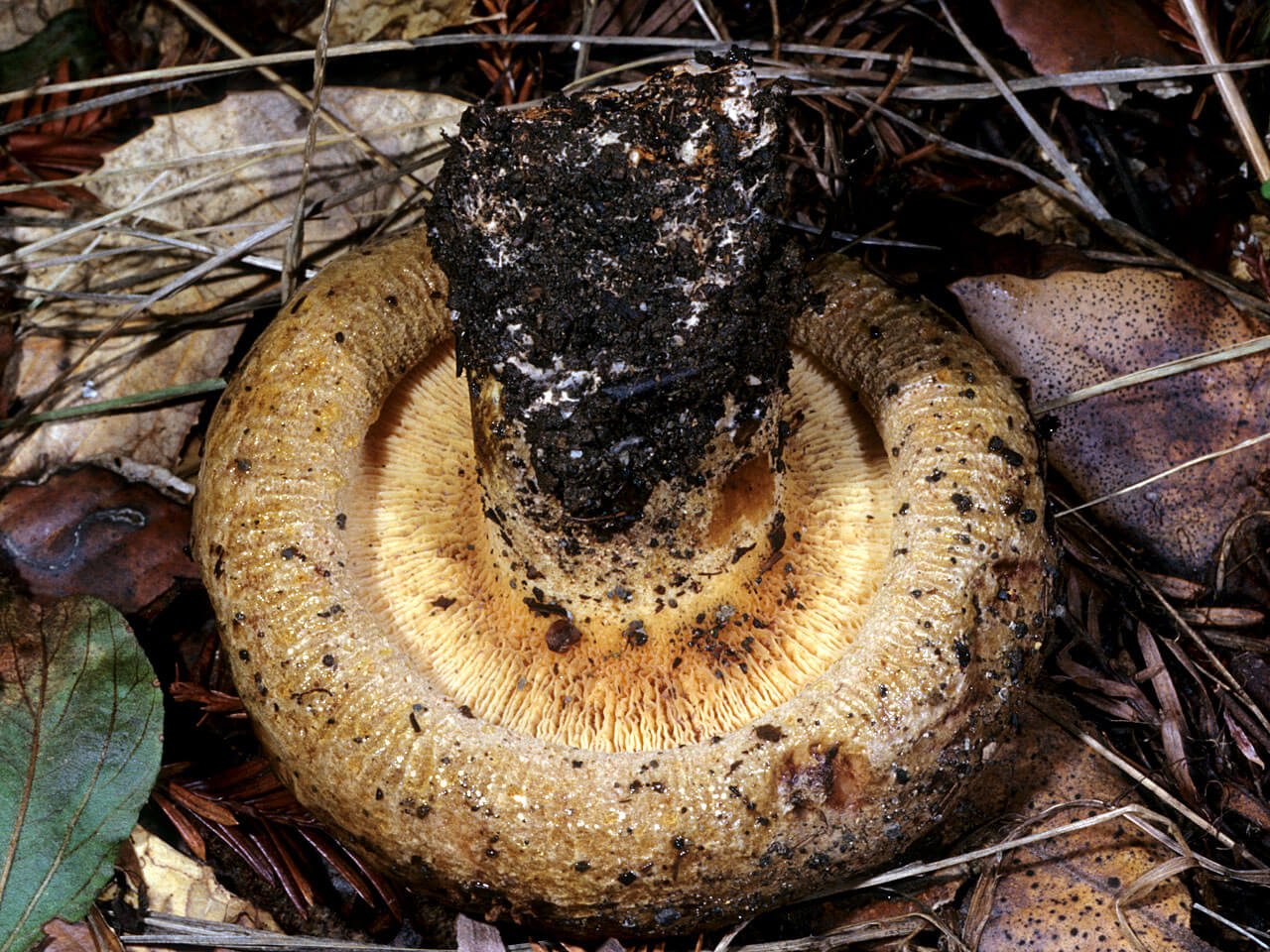 Подкопытник гриб (23 фото)