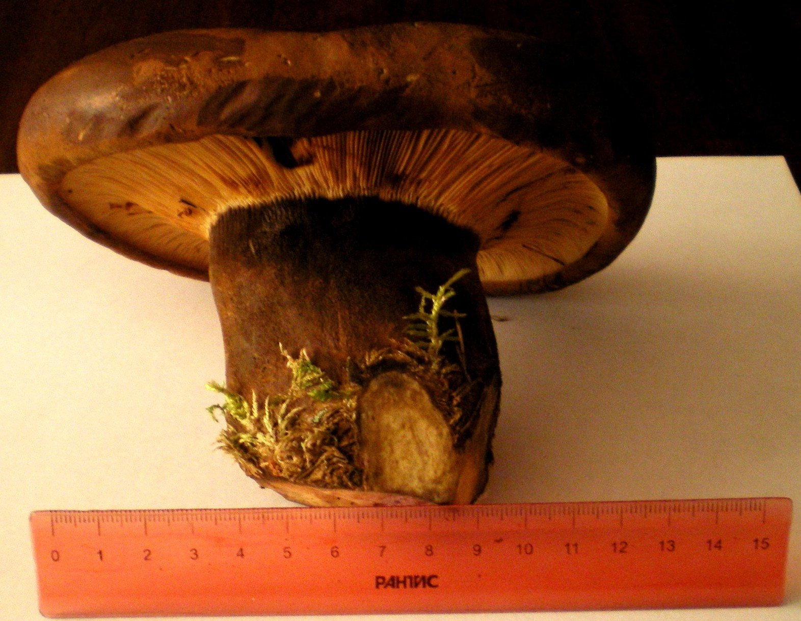 Съедобные грибы (56 фото)