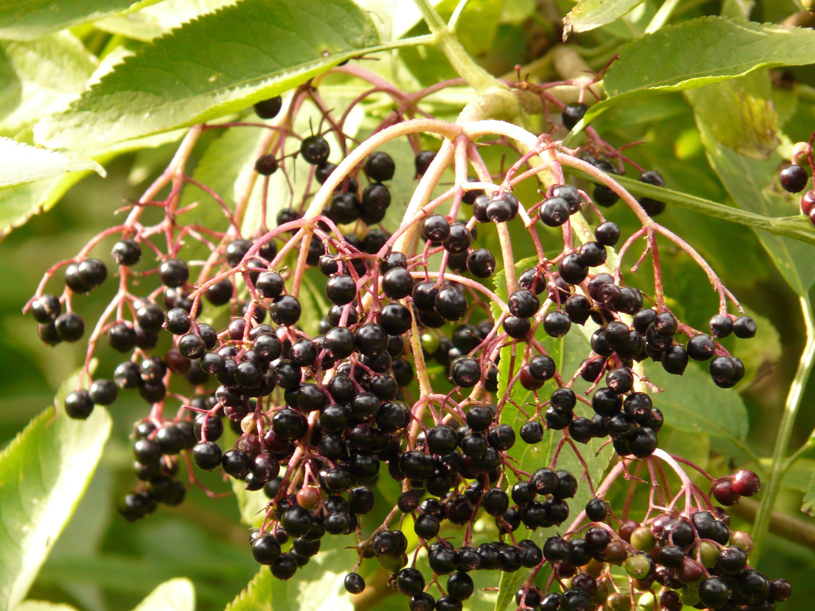 Черные ягоды собирать. Elderberry Бузина. Бузина черная дерево. Бузина черноплодная. Бузина черная куст.