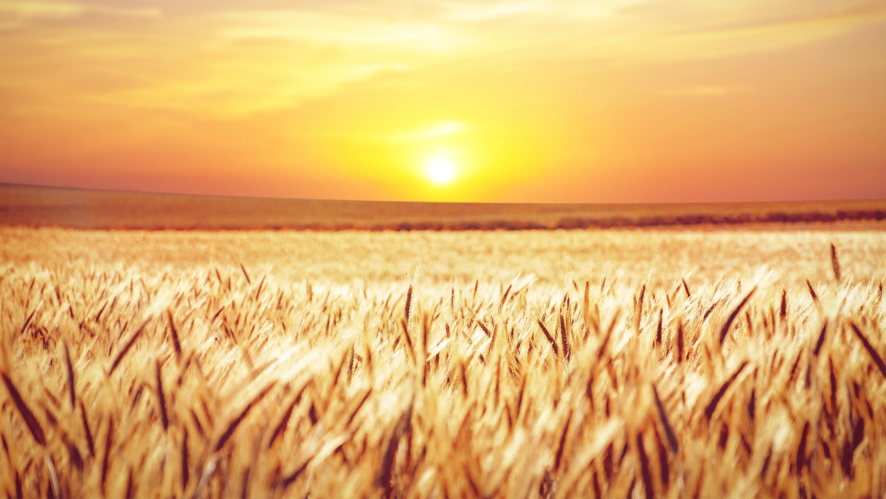 Пшеничное солнце. Поле пшеницы. Поле с колосками пшеницы. Пшеничное поле на рассвете. Пшеница фон.