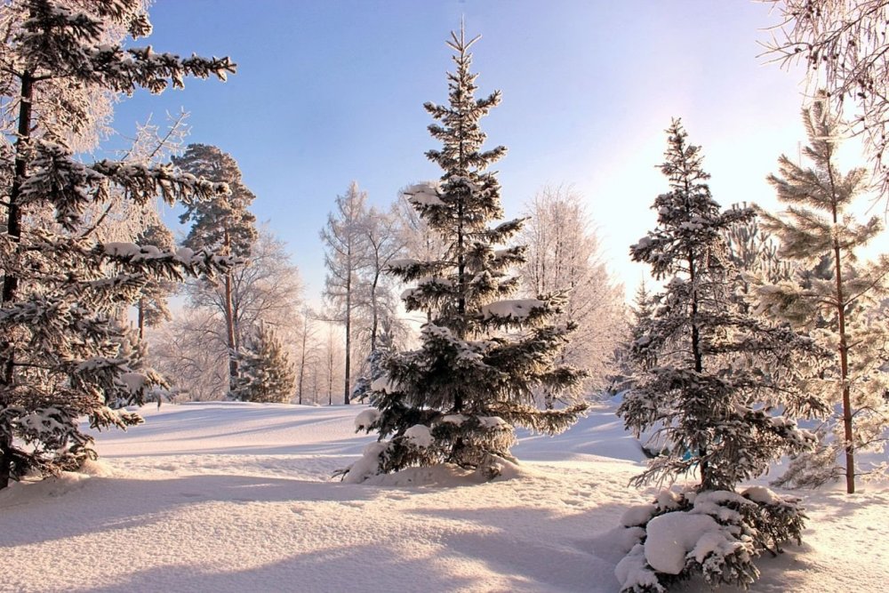Лес Подмосковья зимой