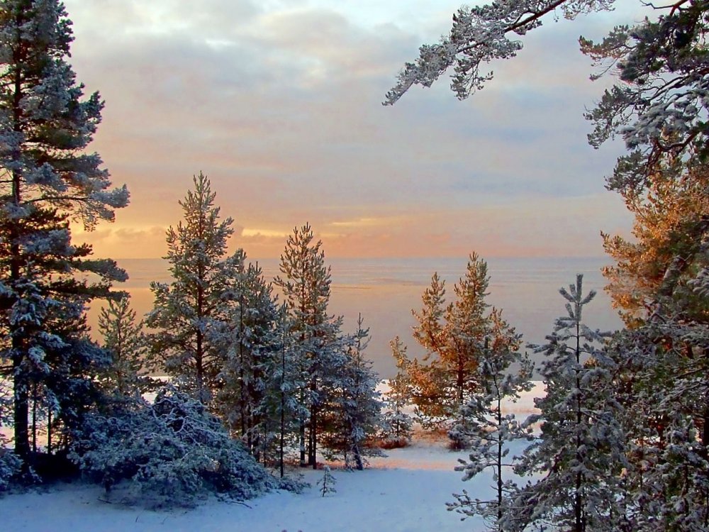 Зимний Сосновый лес в Карелии