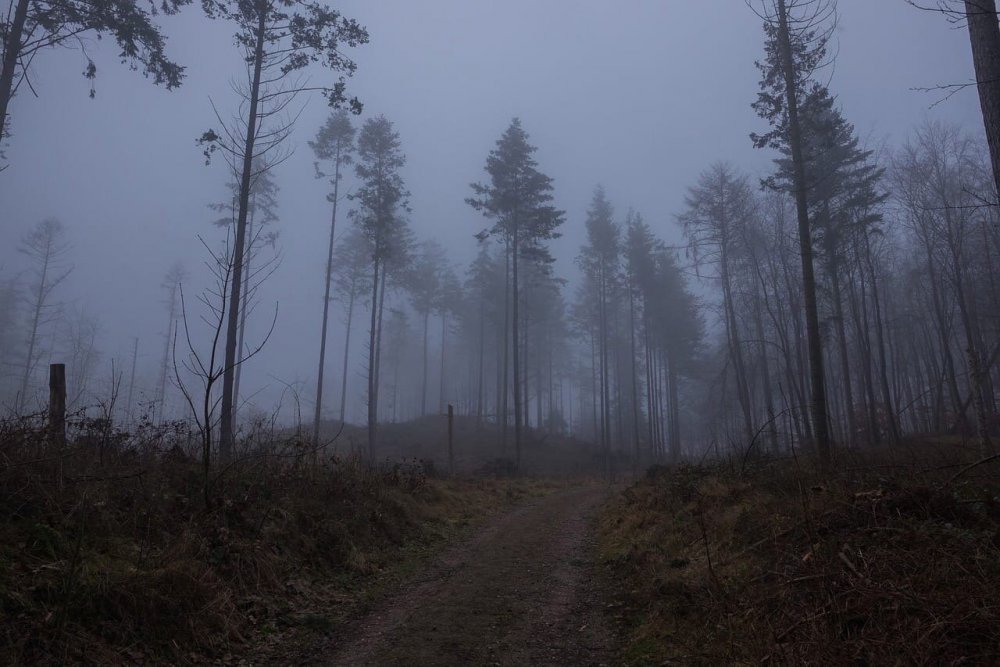 Эстетика леса ночью в тумане