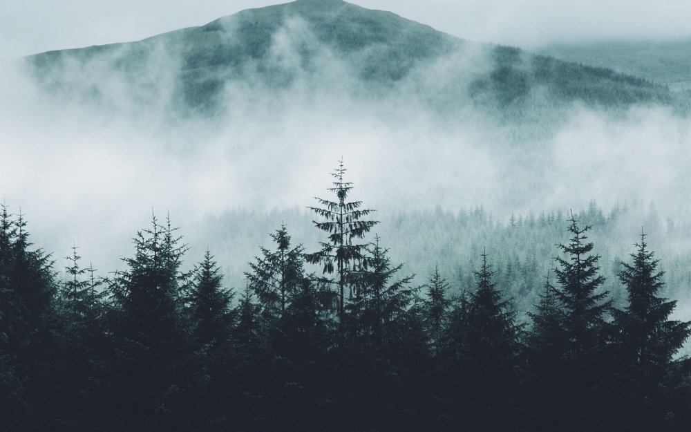 Исландия туман лес