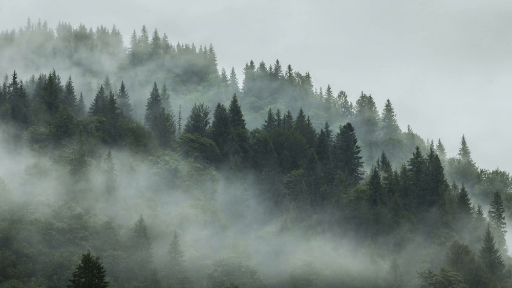 Густой туман в лесу