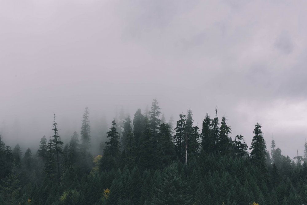 Лес вдалеке в тумане