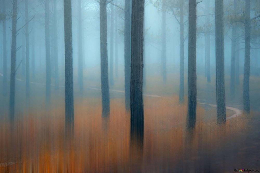 Пейзаж туманный лес