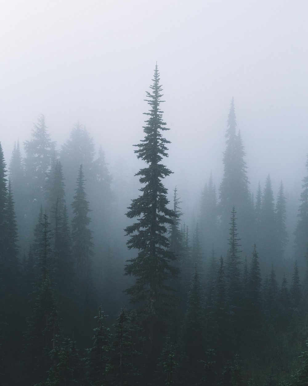 Туман aesthetic Forest