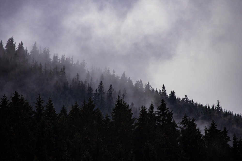 Темный лес в горах туман