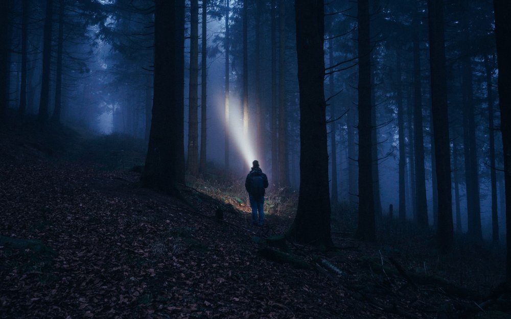 Темный лес с фонариком