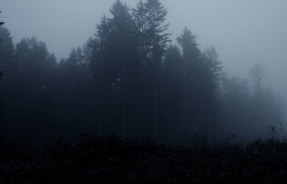 Густой туман в лесу ночью