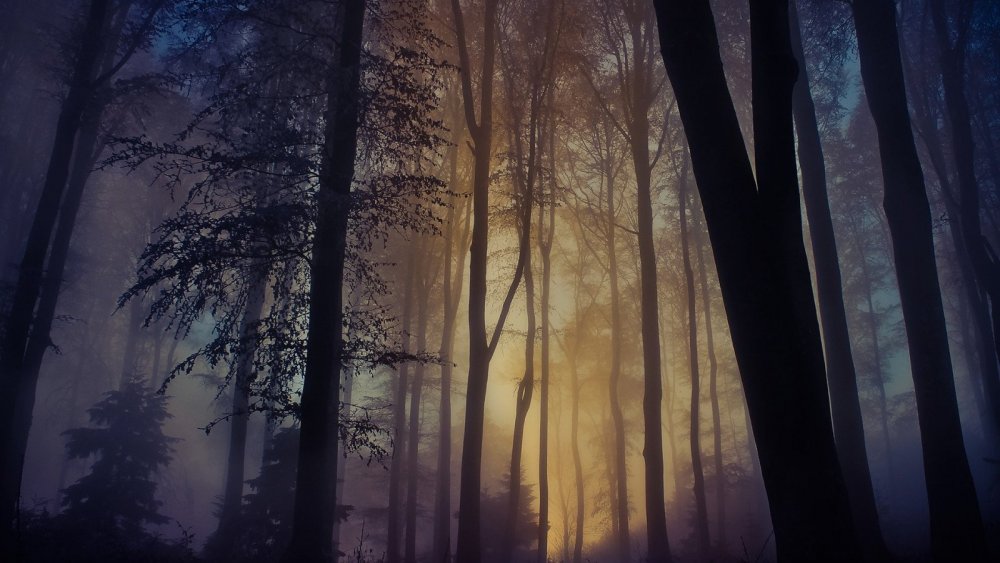 Пейзаж туманного леса