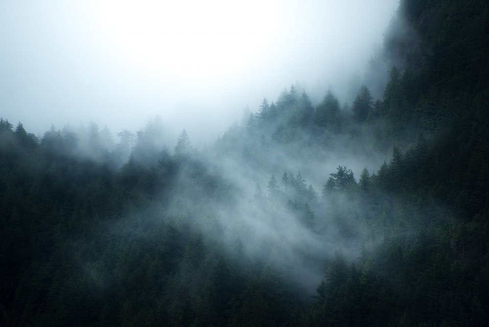 Туманный лес ДНД
