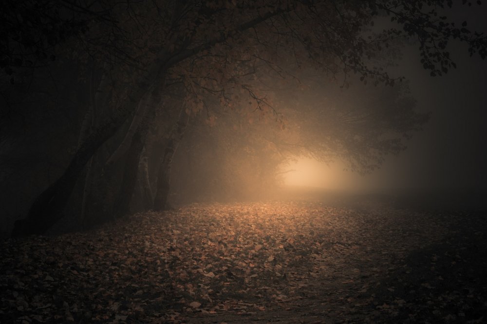 Ночной осенний лес
