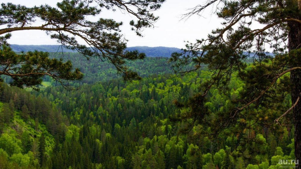 Кедровые леса Байкальского заповедника