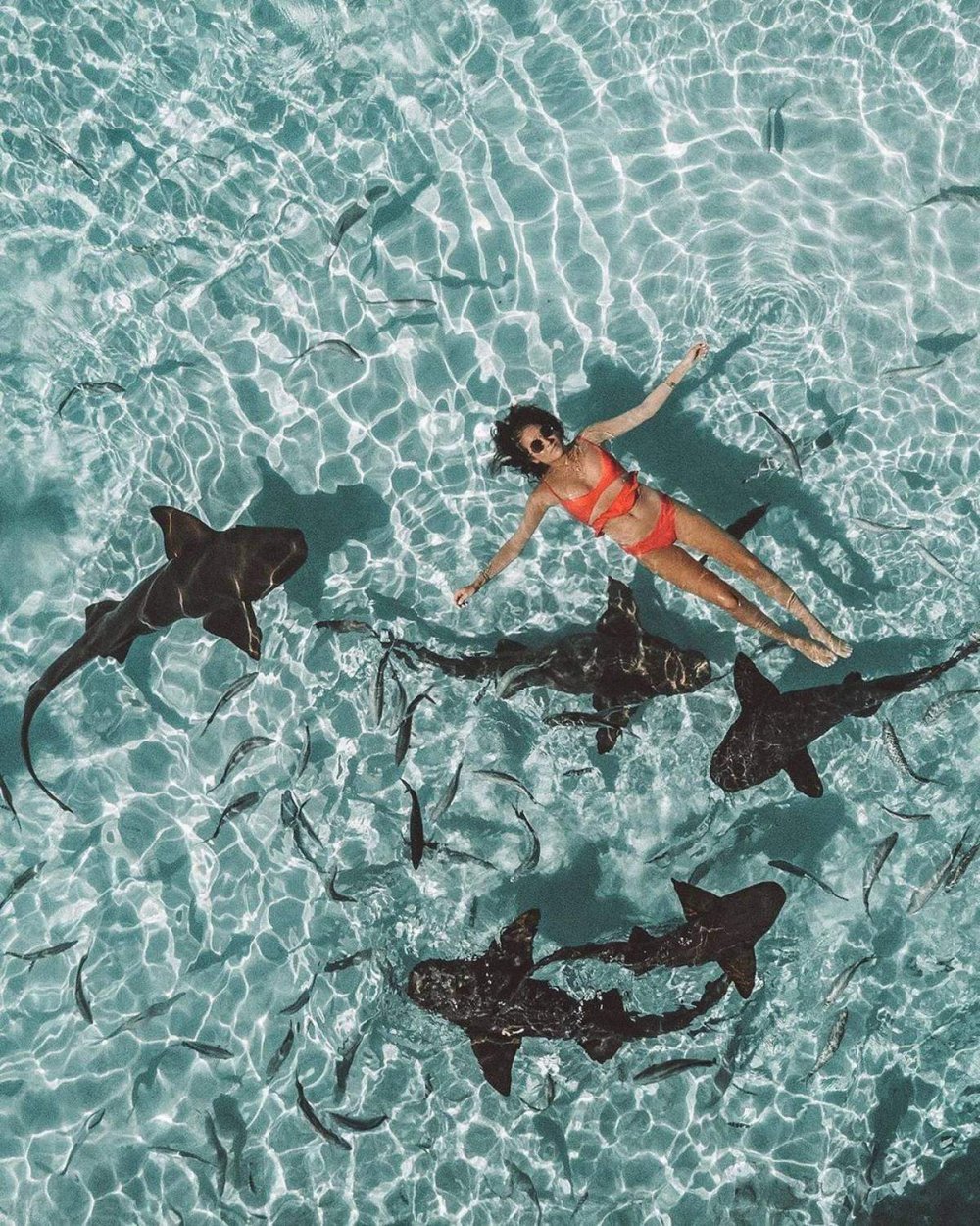 Акулы няньки на Багамах