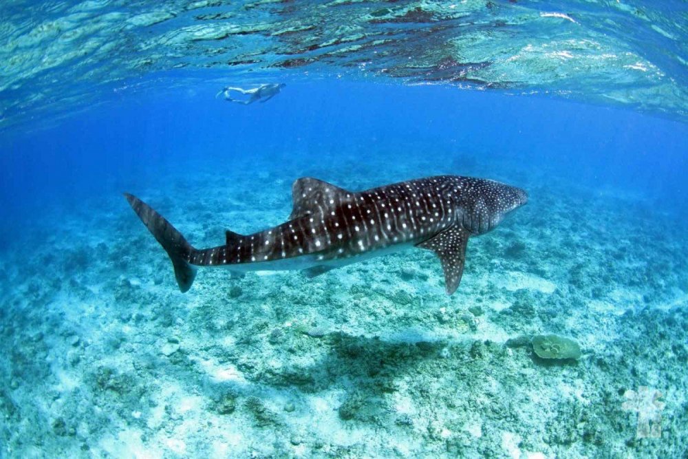 Китовая акула на Мальдивах