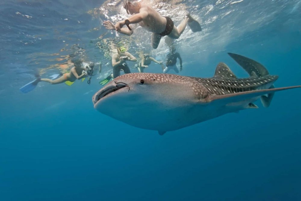 Китовая акула на Мальдивах