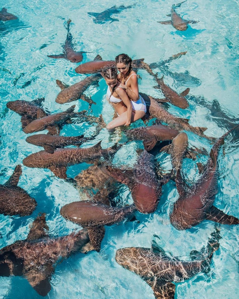 Багамы плавание с акулами