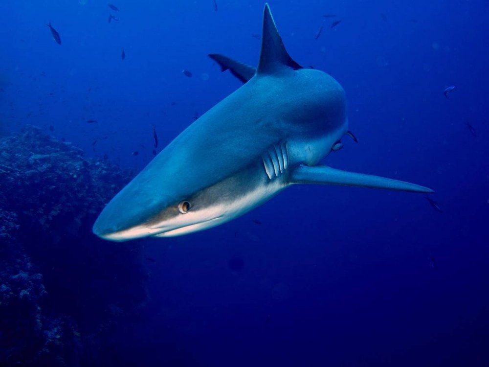 Серая рифовая акула на Мальдивах