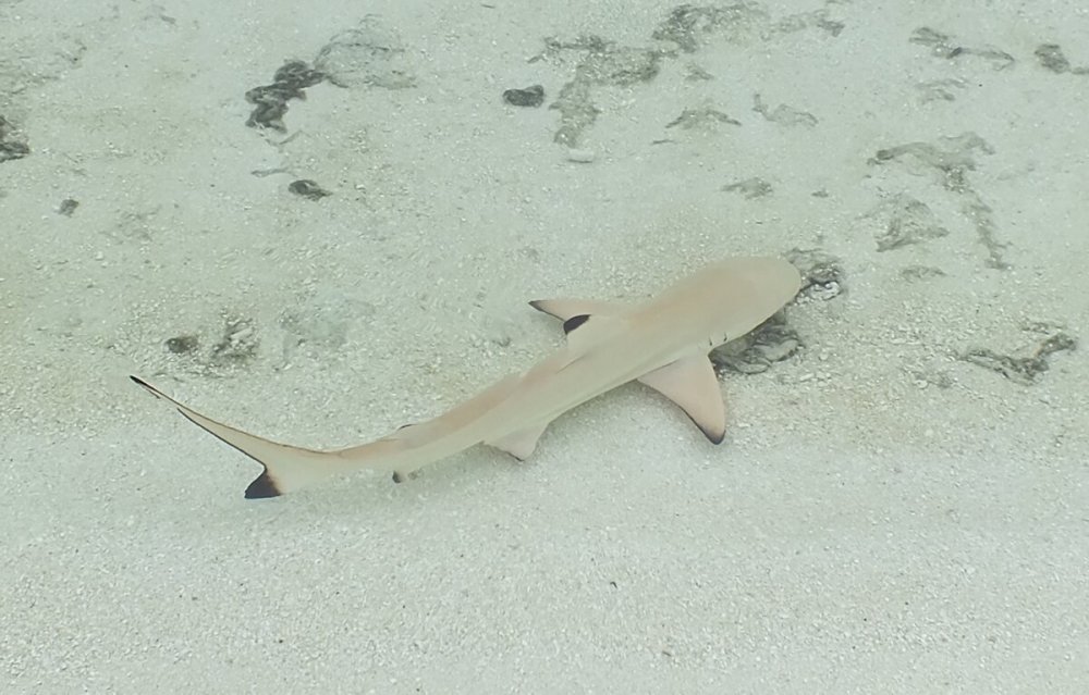Рифовые акулы на Мальдивах маленькие