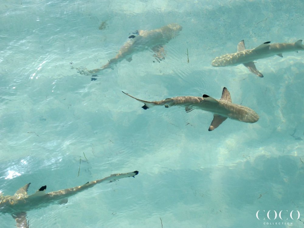Белая рифовая акула на Мальдивах