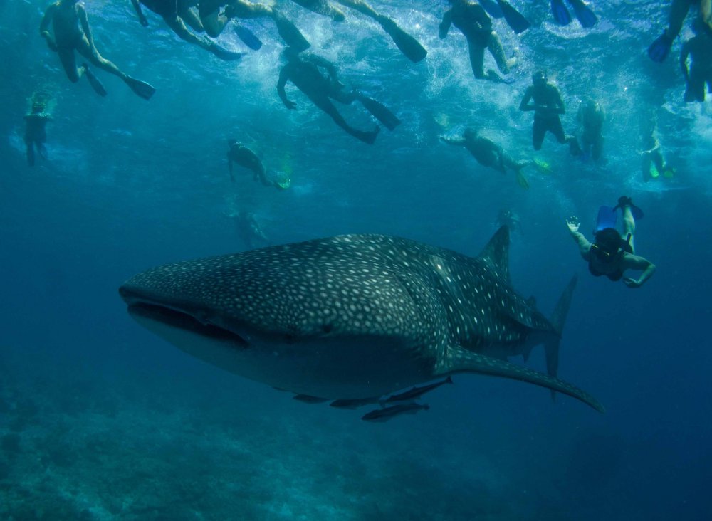 Мальдивы экскурсия китовые акулы