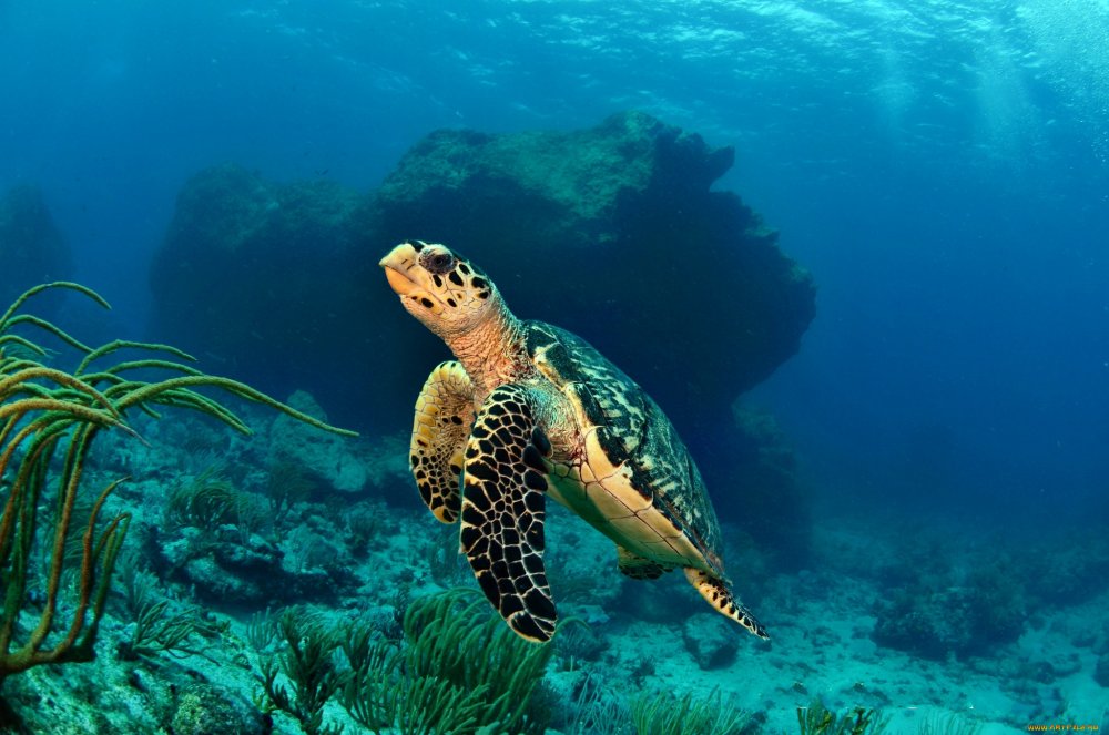 Черепахи Атлантического океана