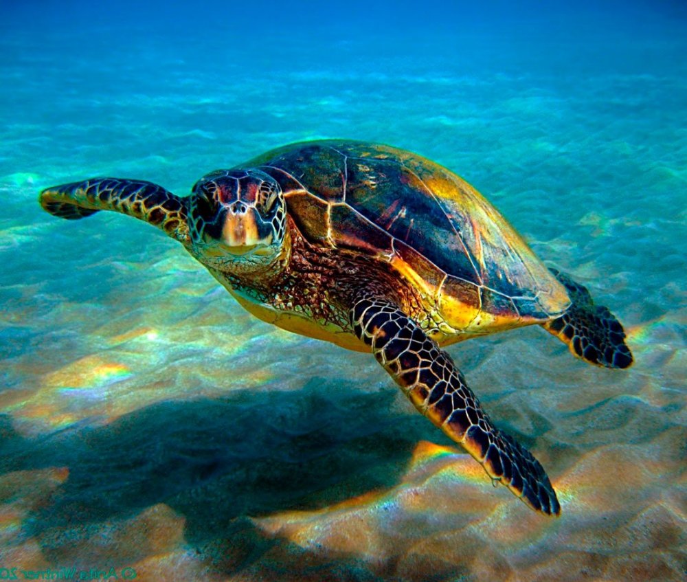 Морские черепахи на Кипре