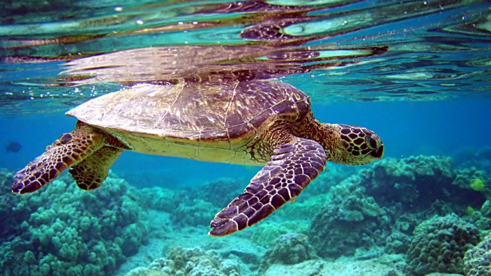 Морские черепахи на фоне самого красивого 1