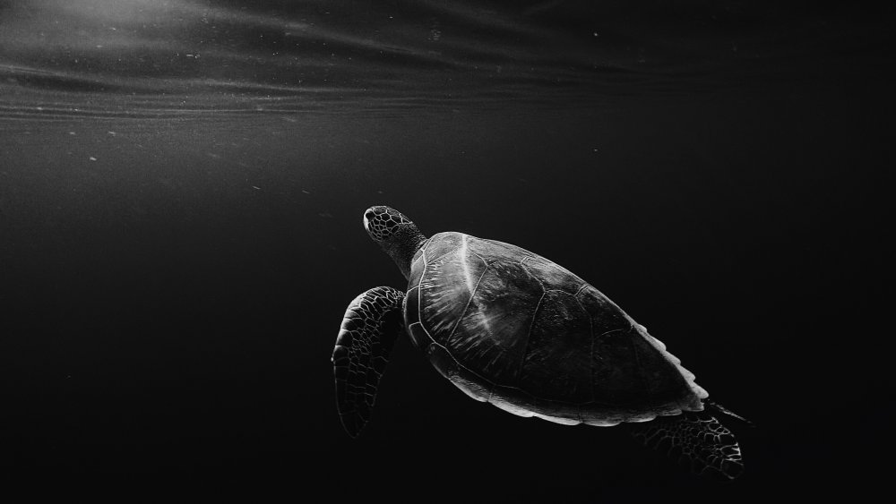 Черная морская черепаха
