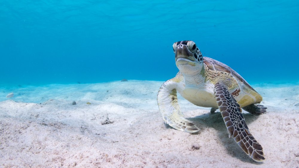 Подводный мир морская черепаха